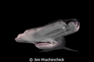 A Great Hammerhead emerges from the black by Jim Machinchick 